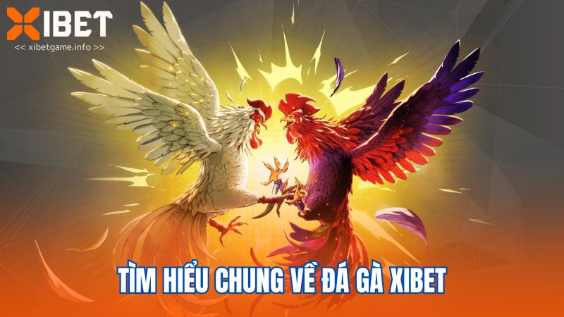 Tìm hiểu chung về đá gà XIBET