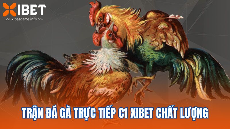 Trận đá gà trực tiếp C1 XIBET chất lượng